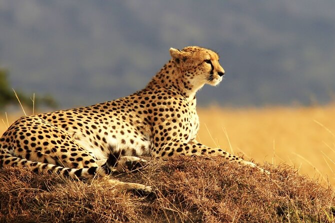 Private 3-Day Masai Mara Safari Adventure - Meals and lodge nights: useful, but not luxury details