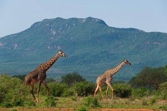 Private 3 Day Tsavo East Safari from Mombasa - Day 2: Choose a long safari or split the day