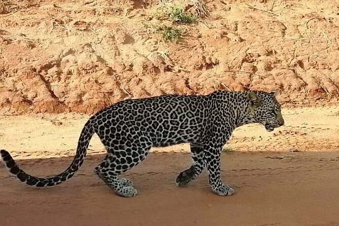 Private 3 Day Tsavo East Safari from Mombasa - Day 3: One last early drive before Mombasa