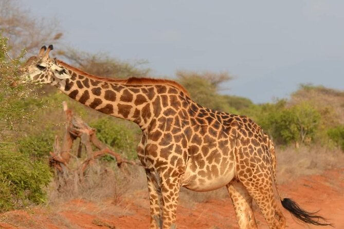 Private 3 Day Tsavo East Safari from Mombasa - What the private vehicle changes