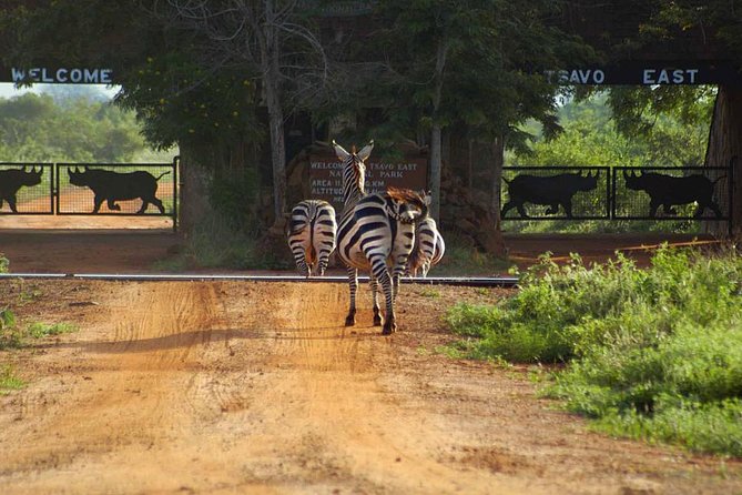 Private 3 Day Tsavo East Safari from Mombasa - Day 1: A gentle start at Voi Wildlife Lodge