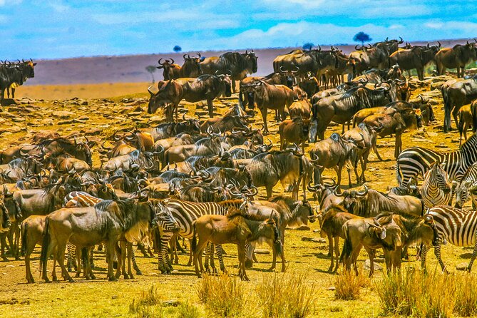 Private 3 Days Astounding Masai Mara Migration Safari. - The Optional Maasai Village Visit