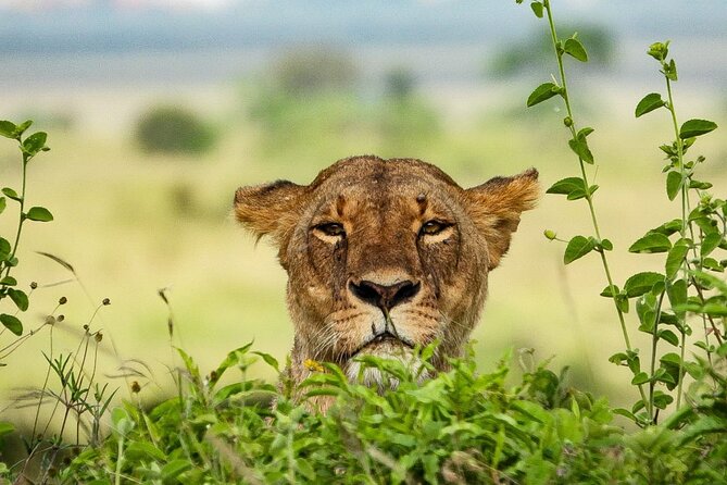 Private 3 Days Astounding Masai Mara Migration Safari. - What Two Nights of Full Board Really Gives You