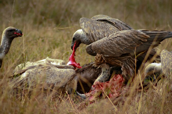Private 3 Days Astounding Masai Mara Migration Safari. - Is $1,150 a Fair Price?