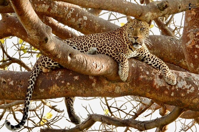 Private 3 Days Astounding Masai Mara Migration Safari. - The Return Drive to Nairobi