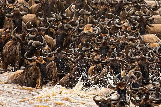 Private 3 Days Astounding Masai Mara Migration Safari. - Who Should Book This Three-Day Safari?