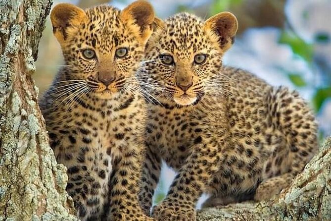 Private 3 Days Astounding Masai Mara Migration Safari. - A Full Day Among Migration Herds