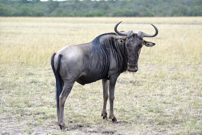 Private 5 Day Kenya Safari in Mara Lake Naivasha and Amboseli - How the five-day route fits together