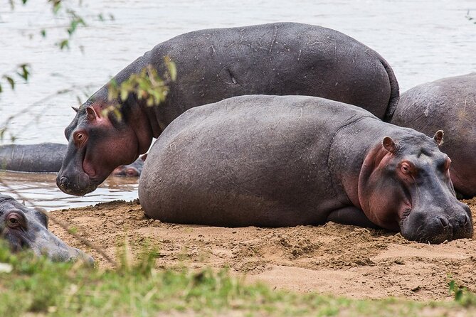 Private 5 Day Kenya Safari in Mara Lake Naivasha and Amboseli - Day four: a full search for cats and grazers