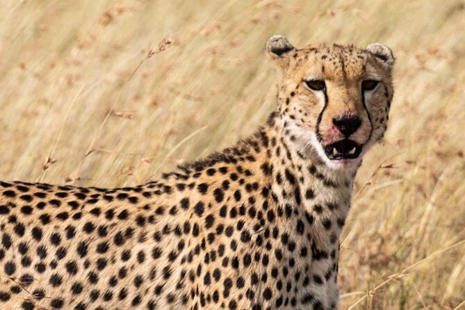 Private 5 Day Kenya Safari in Mara Lake Naivasha and Amboseli - Day five: returning to Nairobi
