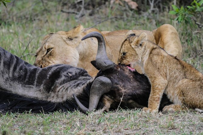 Private 7 Days Kenya Safari Amboseli, Naivasha, Nakuru, Mara - Day 4: Birds and rhinos at Lake Nakuru
