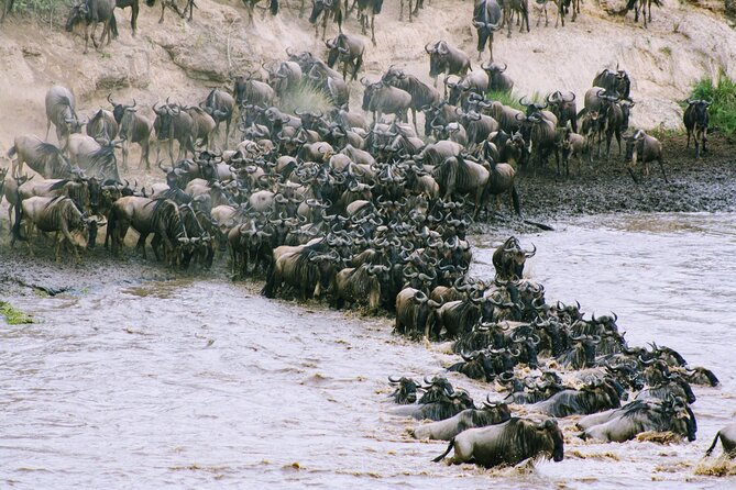 Private 7 Days Kenya Safari Amboseli, Naivasha, Nakuru, Mara - Day 6: The Mara at its fullest