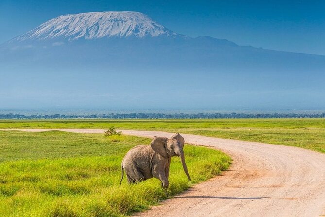 Private Day Tour Amboseli National Park, View Mt. Kilimanjaro 4<em>4 – Key points to know before booking’ /></p>
<ul>
<li><strong>A 5:00 a.m. pickup:</strong> You leave Nairobi early enough to catch the African sunrise on the road to Amboseli.</li>
<li><strong>Kilimanjaro views depend on conditions:</strong> The mountain is a major reason to come, but cloud cover can affect what you see.</li>
<li><strong>Open-roof 4×4 transport:</strong> The raised roof is useful for animal viewing and photography during the park drive.</li>
<li><strong>Wildlife is the main reward:</strong> Elephants, lions, cheetahs, giraffes, zebras, buffaloes, hippos, birds, and more may appear.</li>
<li><strong>Lunch is included, park entry is not:</strong> Add the Amboseli National Park admission fee to your budget, and bring money for drinks.</li>
<li><strong>A long day on the road:</strong> The tour lasts about 10 hours and 30 minutes, but the drive from Nairobi can take roughly three and a half hours each way.</li>
</ul>
<h2 id="why-amboseli-is-worth-the-long-ride">Why Amboseli is worth the long ride</h2>
<p>4 – Why Amboseli is worth the long ride’ /></p>
<p><p>Amboseli is one of Kenya’s best-known wildlife parks, and its appeal comes from the combination of open savanna, wetlands, large elephant herds, and views toward Mount Kilimanjaro. You are not simply driving out to see one famous mountain. The park offers a chance to see a wide mix of animals in a compact day visit.</p>
</p>
<p><p>The possible sightings listed for this trip include African bush elephant, Cape buffalo, impala, lion, cheetah, spotted hyena, Masai giraffe, Grant’s zebra, blue wildebeest, warthog, ostrich, and many birds. Hippos and wetlands are also part of the park experience described for this route.</p>
</p>
<p><p>That variety makes Amboseli a sensible choice if you have limited time in Kenya. A longer safari would give you more time and a better chance of repeated sightings, but this trip lets you add a major national park without changing hotels or arranging a multi-day circuit.</p>
</p>
<p><p>The setting also gives the day a strong sense of place. On the way from Nairobi, you pass through savanna country, local homesteads, and areas where Maasai herdsmen graze cattle. The road portion is not dead time, though it is still a long ride. You get a look at daily life outside the capital before the park becomes the focus.</p>
</p>
<div class="twil" style="margin: 20px 0; padding: 15px 0;"><p>More Amboseli safaris:</p><ul style="margin: 10px 0; padding-left: 0; list-style: none;"><li style="margin: 0 0 12px 0; padding: 0 0 12px 0; border-bottom: 1px solid #eee; line-height: 1.4;"><a href="https://kenyatourreviews.com/nairobi-day-tour-to-amboseli-national-park-maasai-village/">Nairobi: Day Tour to Amboseli National Park & Maasai Village</a><br><span style="font-size: 0.82em; color: #555;"><span style="color: #BB0A1E;">★</span> 4.5 &nbsp;&middot;&nbsp; 310 reviews</span></li><li style="margin: 0 0 12px 0; padding: 0 0 12px 0; border-bottom: 1px solid #eee; line-height: 1.4;"><a href="https://kenyatourreviews.com/day-tour-to-amboseli-national-park/">Day Tour to Amboseli National Park</a><br><span style="font-size: 0.82em; color: #555;"><span style="color: #BB0A1E;">★</span> 5.0 &nbsp;&middot;&nbsp; 222 reviews</span></li><li style="margin: 0; padding: 0; border-bottom: none; line-height: 1.4;"><a href="https://kenyatourreviews.com/amboseli-day-tour-from-nairobi/">Amboseli Day Tour from Nairobi</a><br><span style="font-size: 0.82em; color: #555;"><span style="color: #BB0A1E;">★</span> 5.0 &nbsp;&middot;&nbsp; 84 reviews</span></li></ul></div><h2 id="the-500-a-m-departure-from-nairobi">The 5:00 a.m. departure from Nairobi</h2>
<p><img width="669" height="446" decoding="async" src=