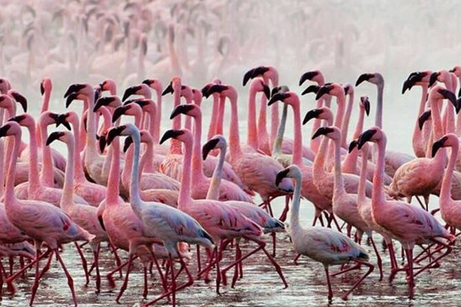 Private Day Tour to Lake Baringo from Nairobi - Key points at a glance