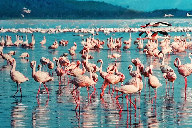 Private Day Tour to Lake Baringo from Nairobi - What makes the bird list useful
