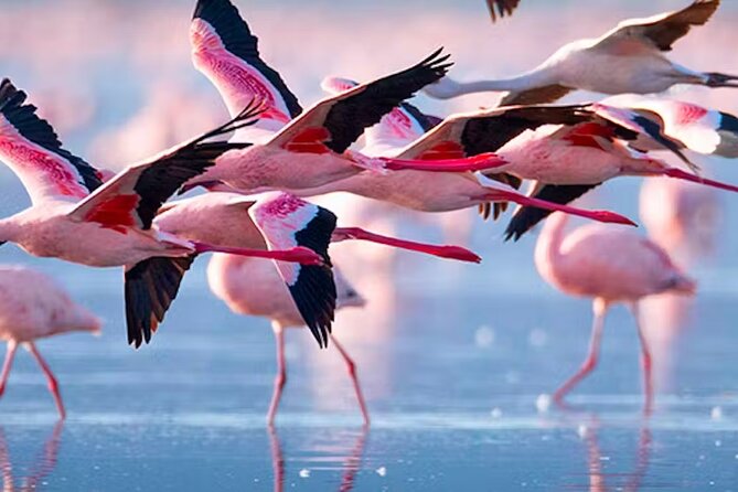 Private Day Tour to Lake Baringo from Nairobi - What to expect from the walking stop