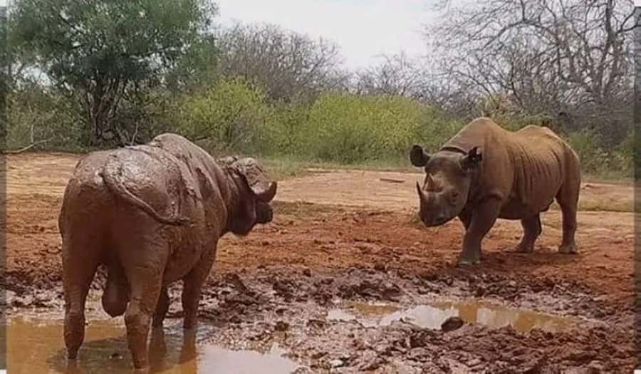 Private day tour to Tsavo East National Park - Key points to know before booking