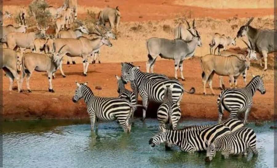 Private day tour to Tsavo East National Park - Bachuma Gate and the first game drive