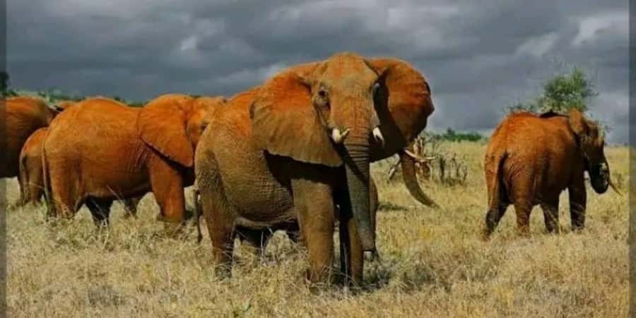 Private day tour to Tsavo East National Park - The afternoon drive and the return journey
