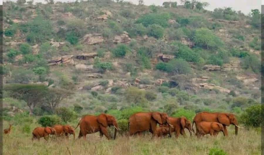 Private day tour to Tsavo East National Park - Is $286 per person fair value?