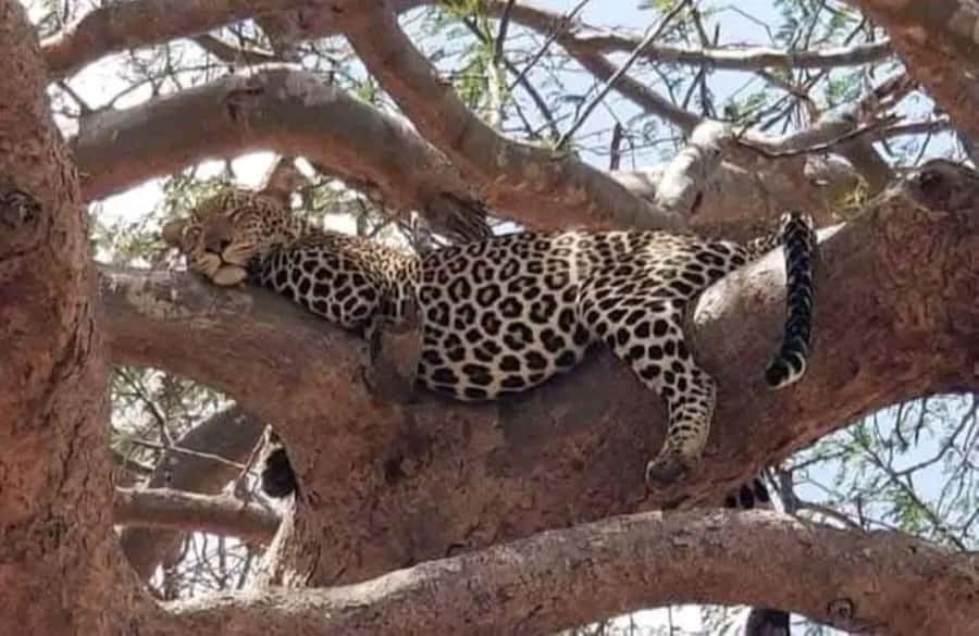 Private day tour to Tsavo East National Park - What Benjamin’s guiding adds