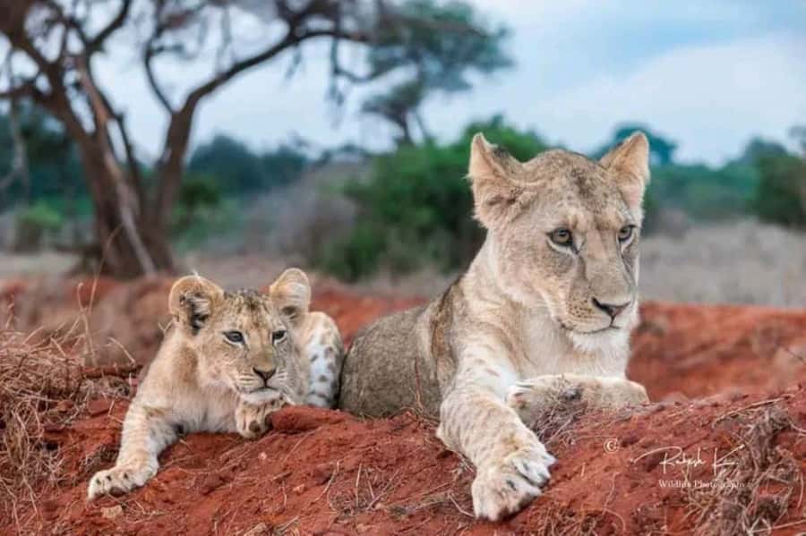Private day tour to Tsavo East National Park - Who should book this Tsavo East safari?