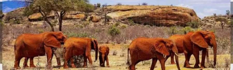 Private day tour to Tsavo East National Park - The 5:00 am pickup from the coast
