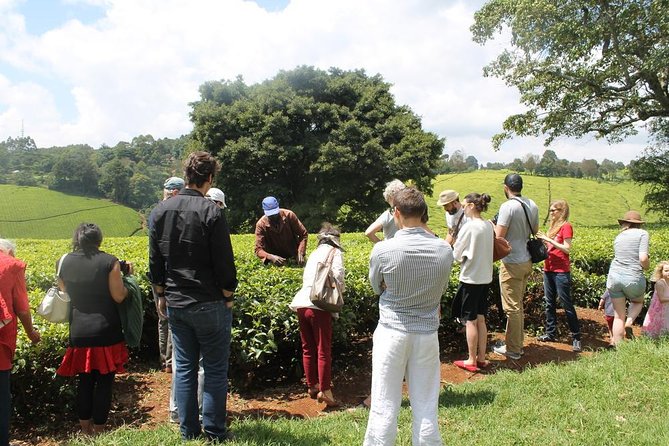 Private Day Trip to Kiambethu Tea Farm in Limuru from Nairobi - Tea growing at a farm founded in 1910