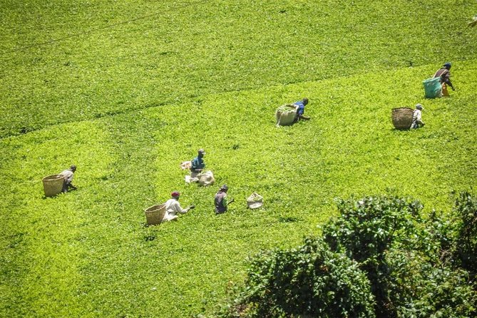 Private Day Trip to Kiambethu Tea Farm in Limuru from Nairobi - Tea on the verandah with Ngong Hills views