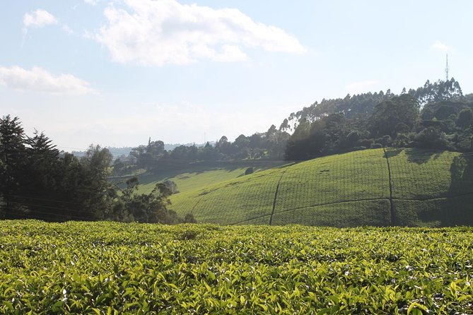 Private Day Trip to Kiambethu Tea Farm in Limuru from Nairobi - Walking the tea fields and indigenous forest