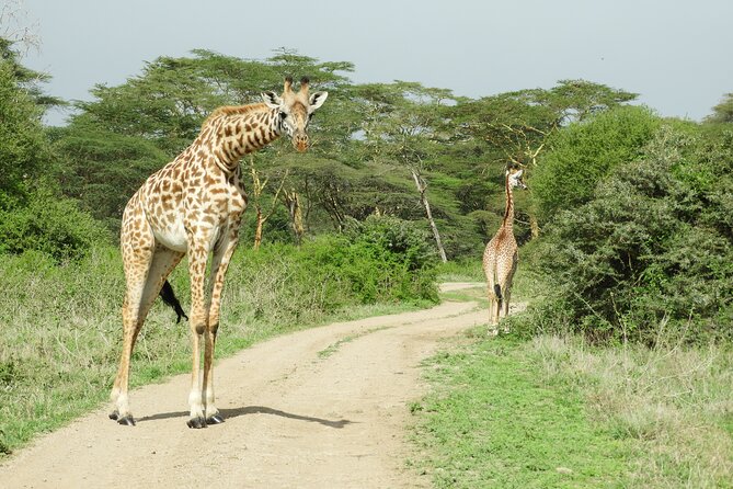 Private escape to:Nairobi national park tour 6.a.m to 11a.m - Why a city safari works so well