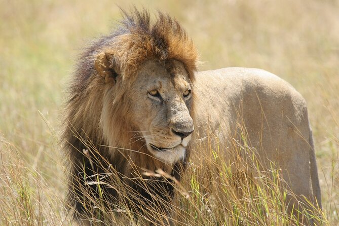 Private escape to:Nairobi national park tour 6.a.m to 11a.m - Inside Nairobi National Park