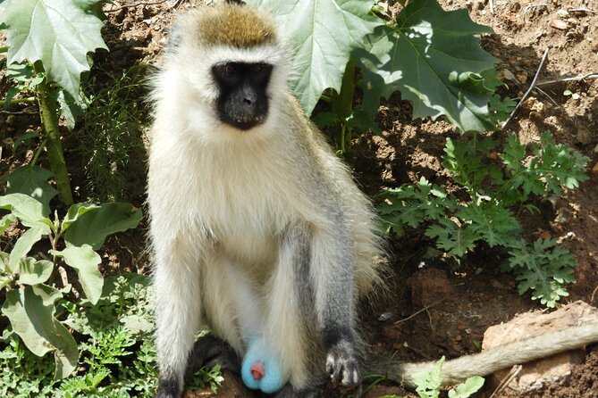 Private escape to:Nairobi national park tour 6.a.m to 11a.m - What the $80 price really covers