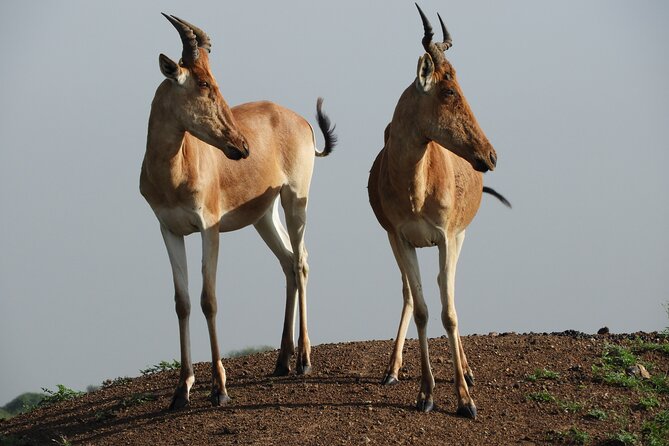 Private escape to:Nairobi national park tour 6.a.m to 11a.m - Who will get the most from this outing