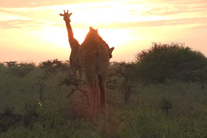 Private escape to:Nairobi national park tour 6.a.m to 11a.m - Booking and cancellation details