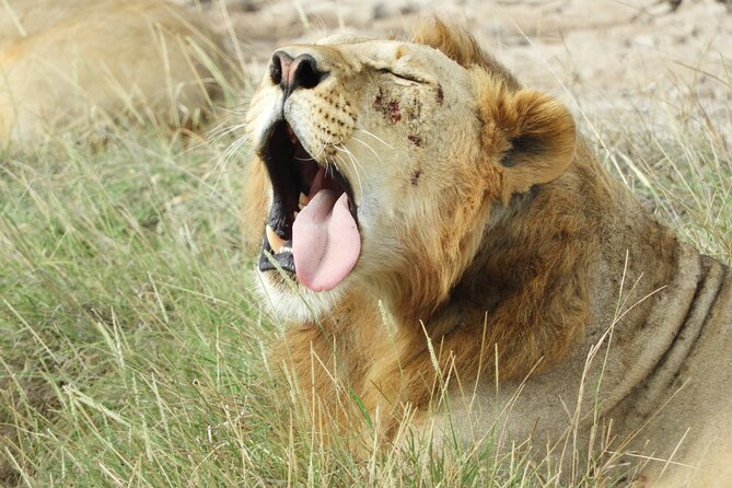 Private escape to:Nairobi national park tour 6.a.m to 11a.m - What the 6 a.m. start means for you