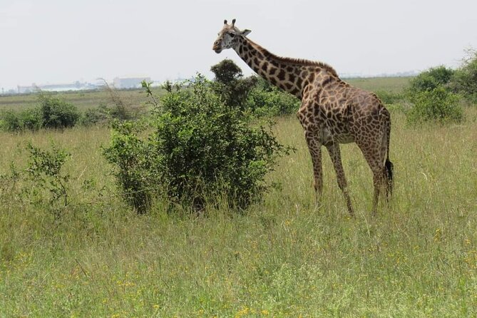 Private Full-Day Tour To Hell's Gate Biking and Lake Naivasha from Nairobi - The Morning Drive Toward Hell’s Gate