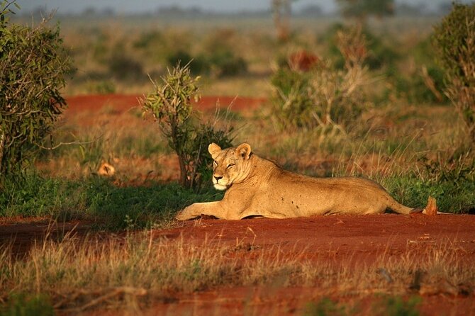 Private full day tour to Tsavo East National Park - The long day, heat, and comfort question