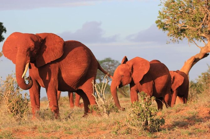 Private full day tour to Tsavo East National Park - Who will get the most from this Tsavo trip