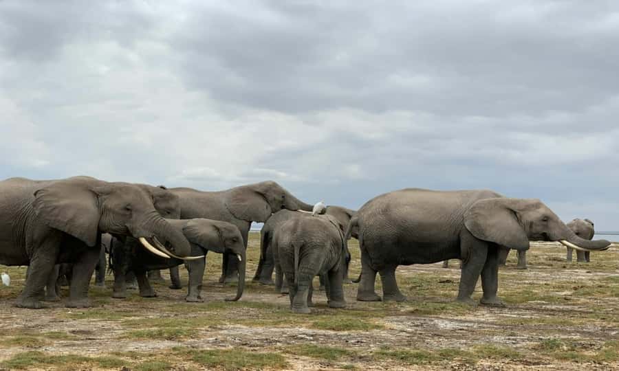 Private Game Drives in Amboseli - Key points before you book