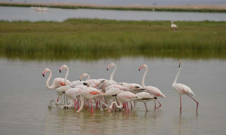 Private Game Drives in Amboseli - Afternoon game viewing and the changing light