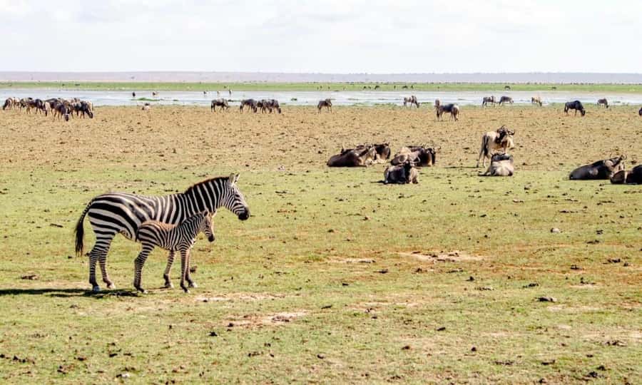 Private Game Drives in Amboseli - The optional Maasai community visit