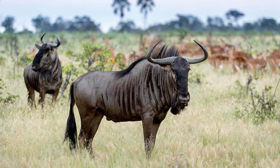 Private Game Drives in Amboseli - What the $220 price really covers