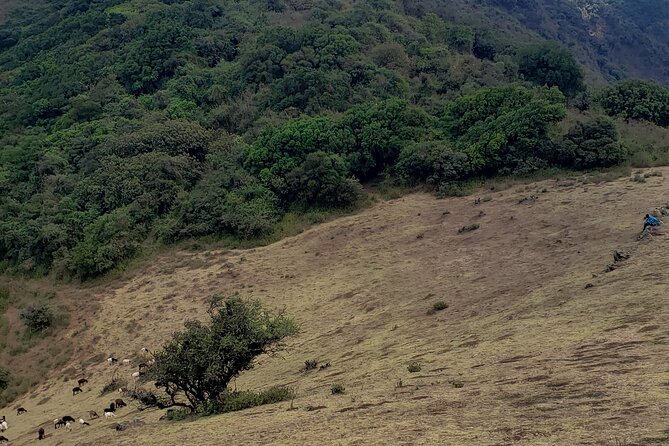 Private Half Day Hike to Ngong Hills from Nairobi - What your guide adds to the experience