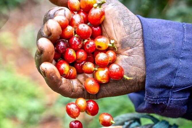 Private Half-Day Tour in Fairview Coffee Farm from Nairobi - Why Fairview Coffee Farm makes a good Nairobi outing