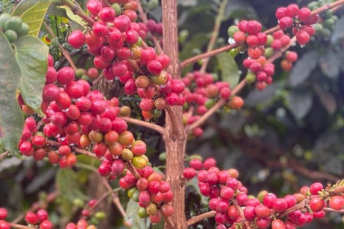 Private Half-Day Tour in Fairview Coffee Farm from Nairobi - Getting oriented at the Fairview visitor area