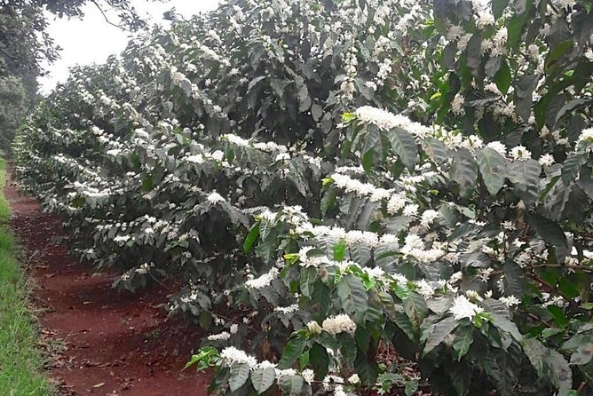Private Half-Day Tour in Fairview Coffee Farm from Nairobi - Tasting Kenyan coffee by grade and variety