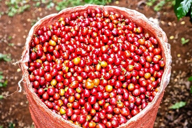 Private Half-Day Tour in Fairview Coffee Farm from Nairobi - What the $90 price really covers