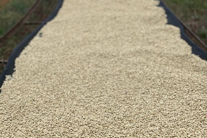Private Half-Day Tour in Fairview Coffee Farm from Nairobi - Who will enjoy this half-day farm visit
