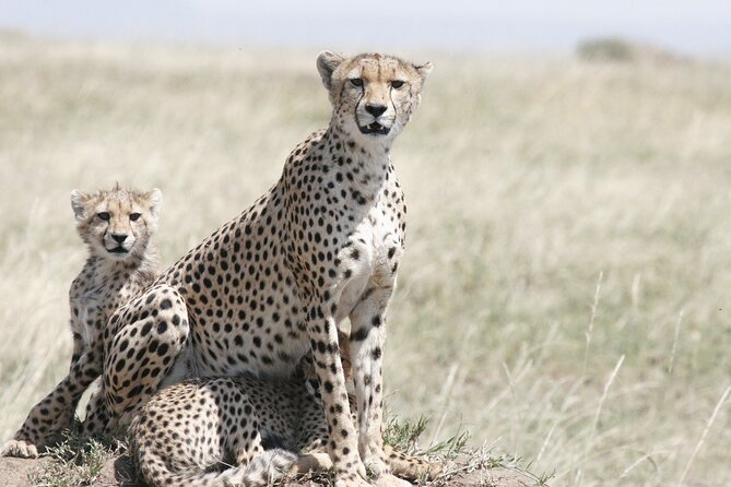 Private Mini Safari Tour in Nairobi - A Three-Hour Route Through Open Grassland